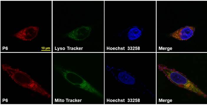 Theranostics Image