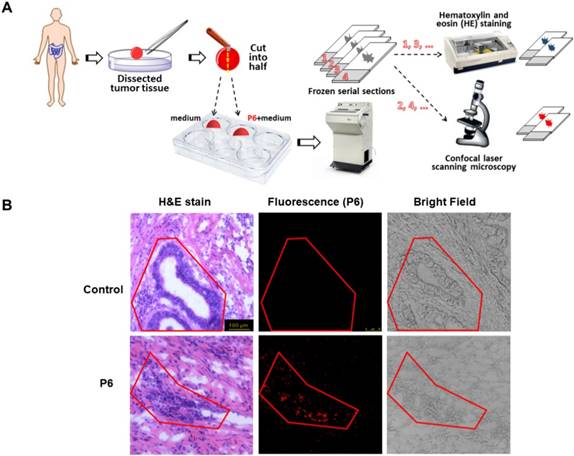 Theranostics Image