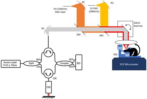 Theranostics Image