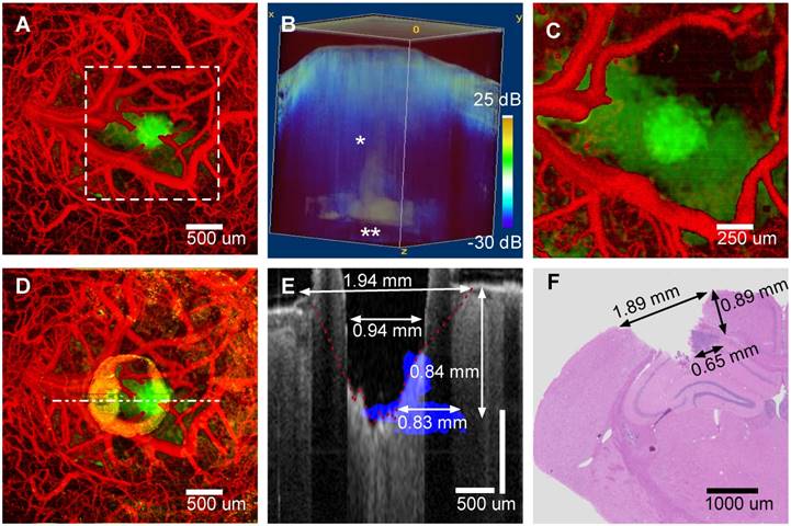 Theranostics Image