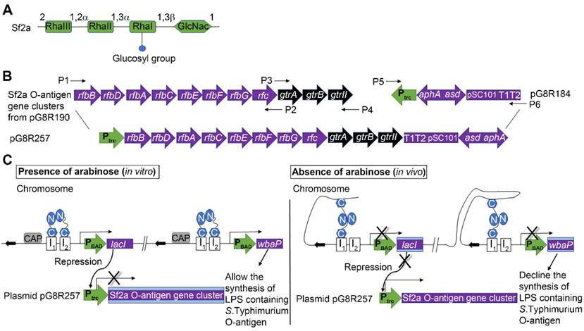 Theranostics Image