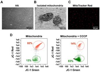 Theranostics Image