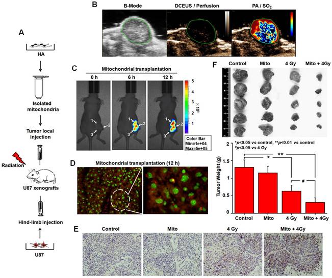 Theranostics Image