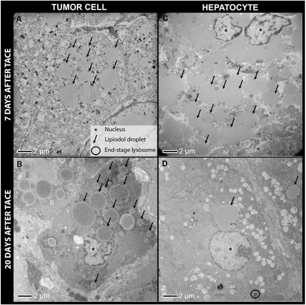 Theranostics Image