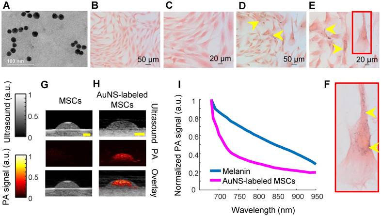 Theranostics Image