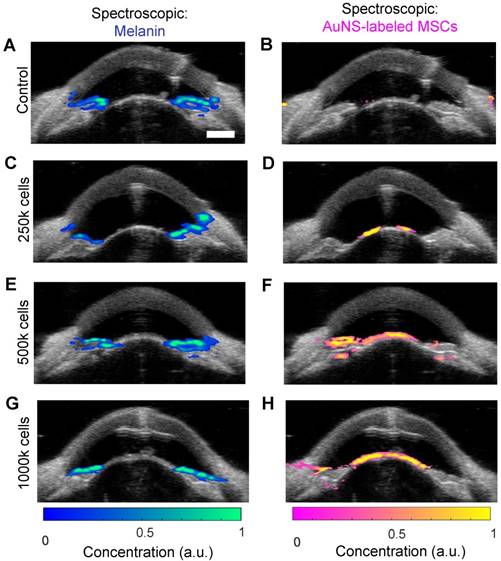 Theranostics Image