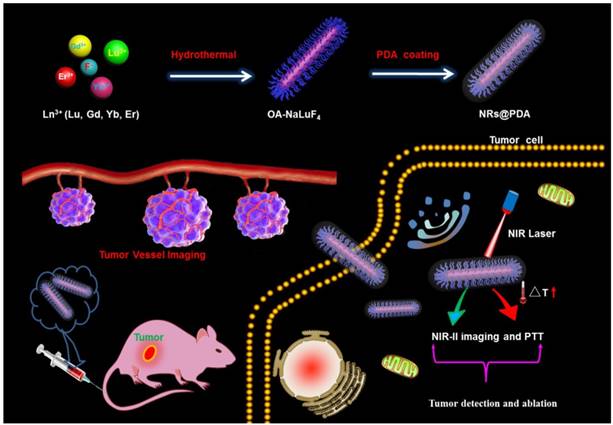 Theranostics Image