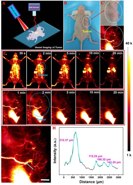 Theranostics Image