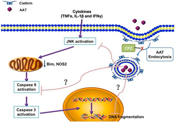 Theranostics Image