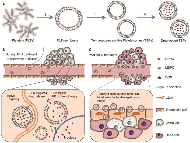 Theranostics Image