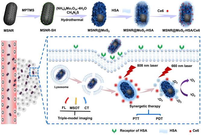 Theranostics Image