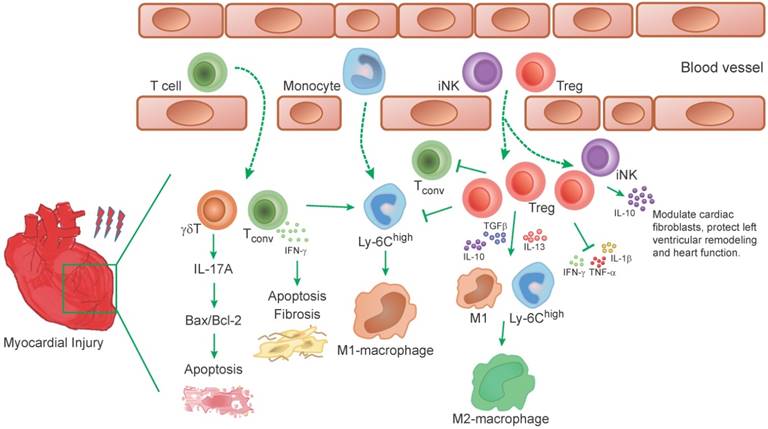 Theranostics Image