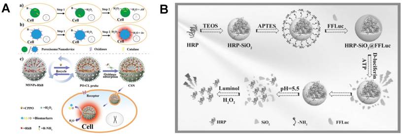 Theranostics Image