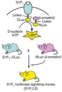 Theranostics Image