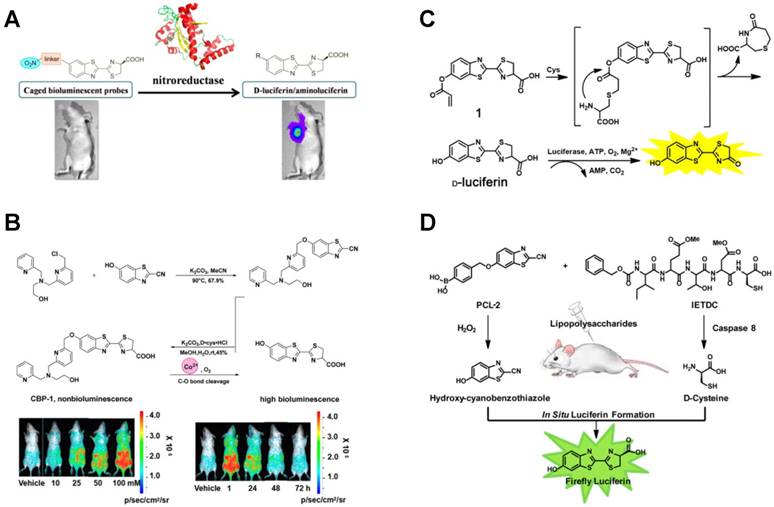 Theranostics Image