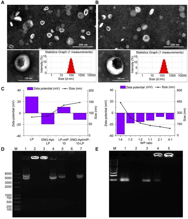 Theranostics Image