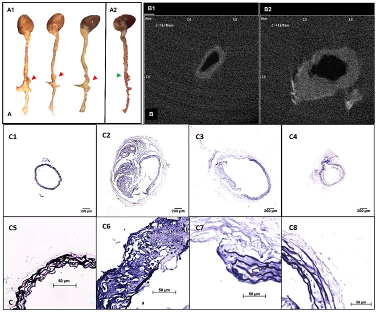 Theranostics Image