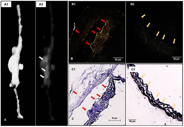 Theranostics Image