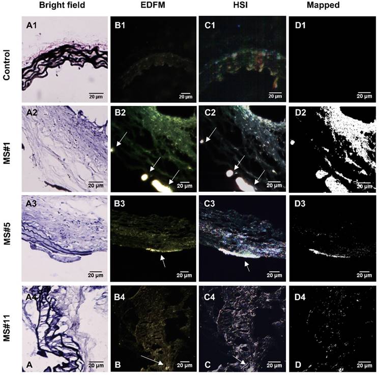 Theranostics Image