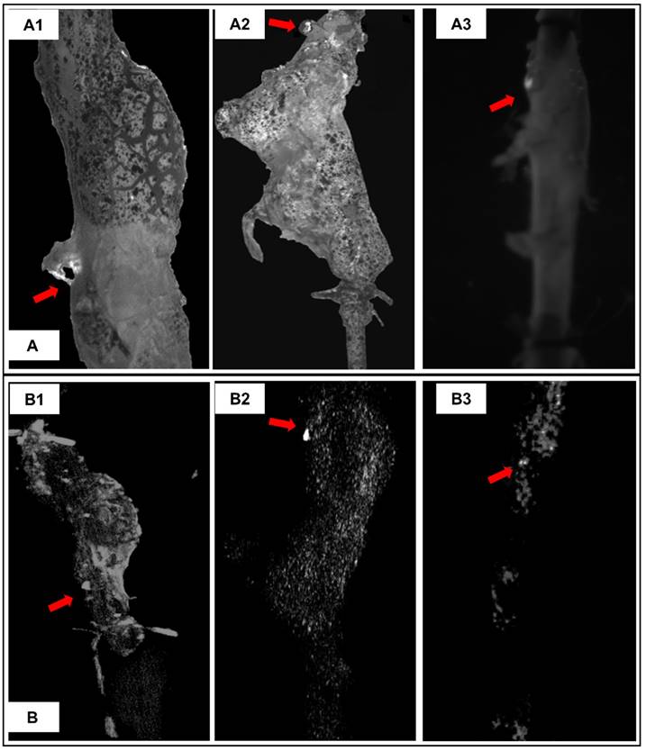 Theranostics Image