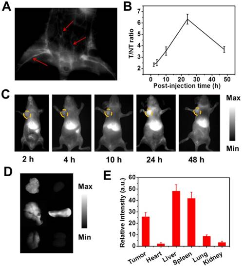 Theranostics Image