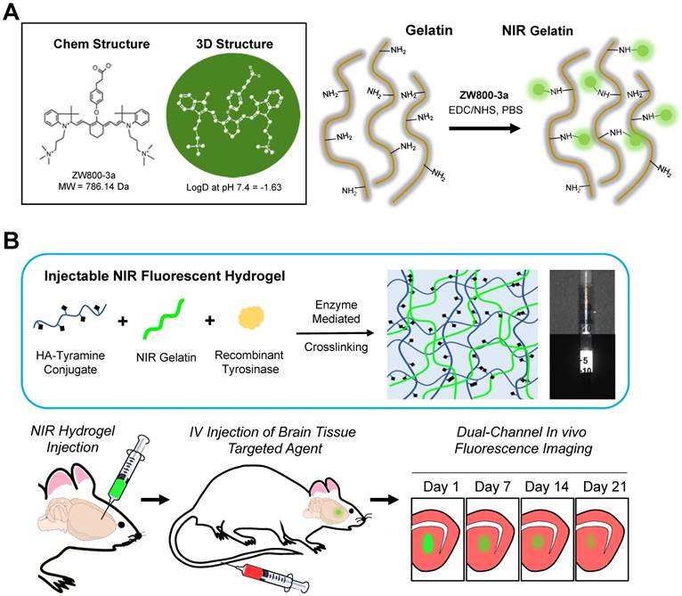 Theranostics Image