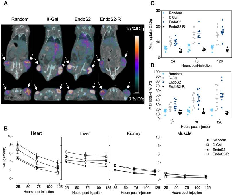 Theranostics Image