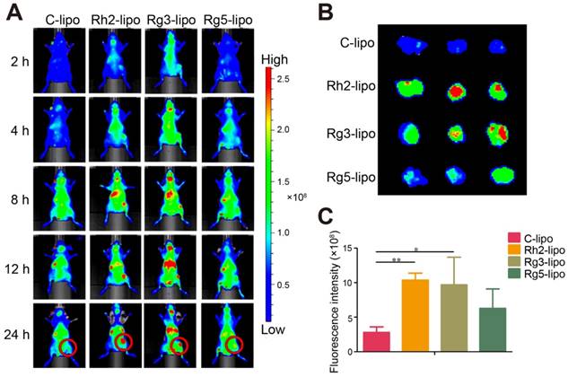 Theranostics Image