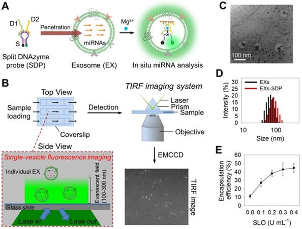 Theranostics Image