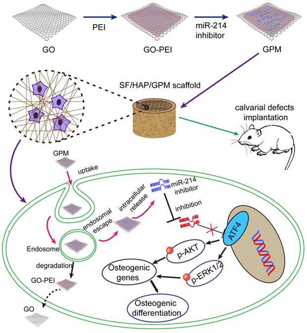 Theranostics Image