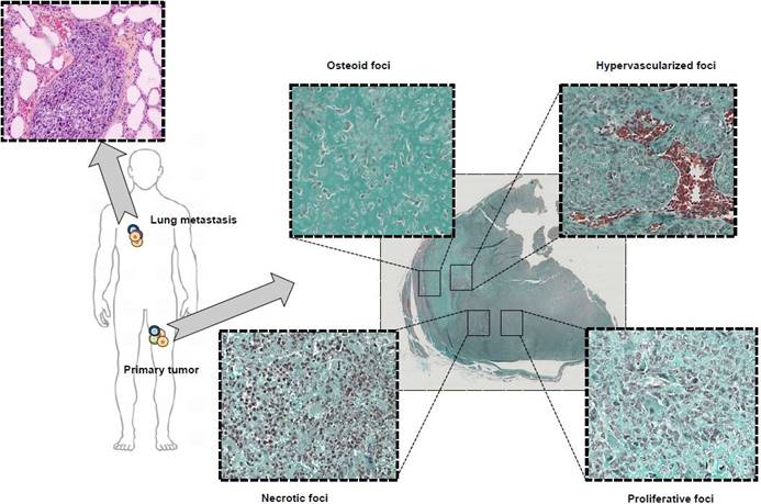 Theranostics Image