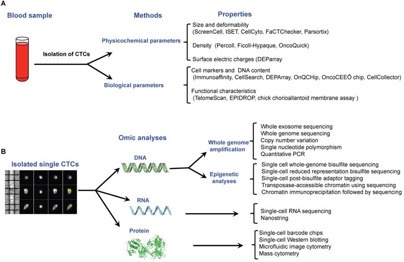 Theranostics Image