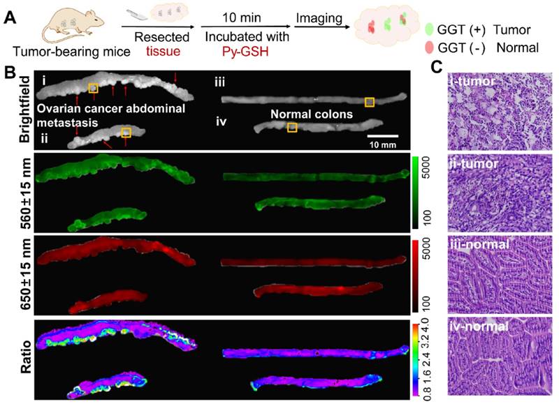 Theranostics Image