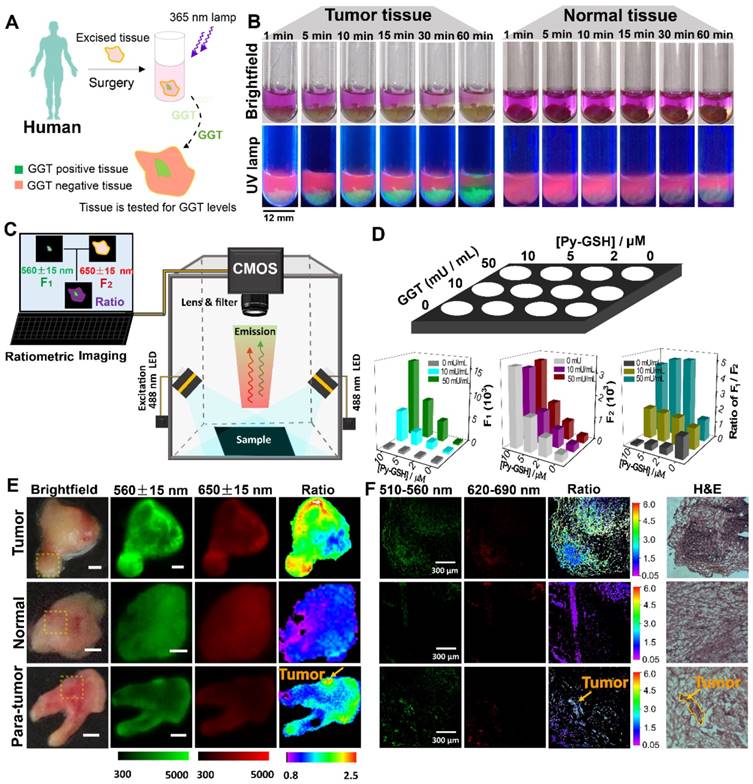 Theranostics Image