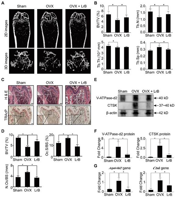 Theranostics Image