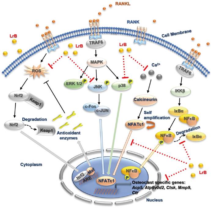 Theranostics Image