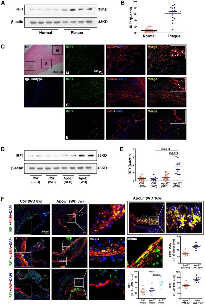 Theranostics Image