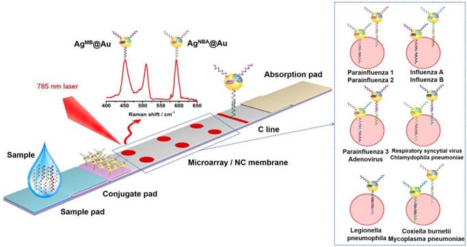 Theranostics Image