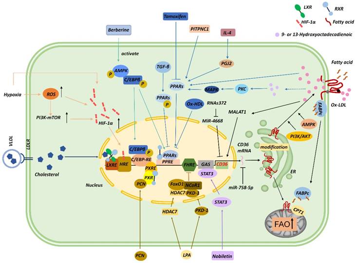 Theranostics Image