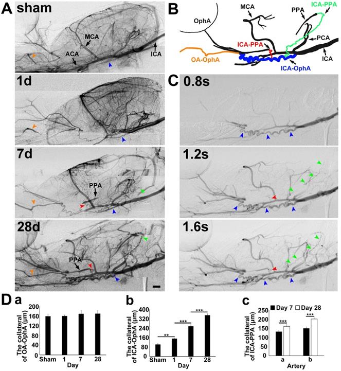 Theranostics Image