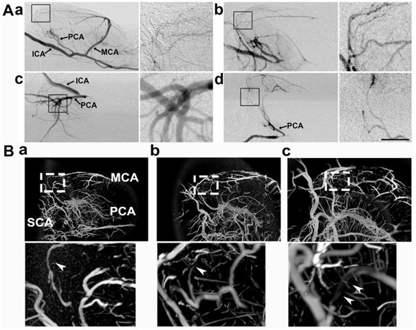 Theranostics Image