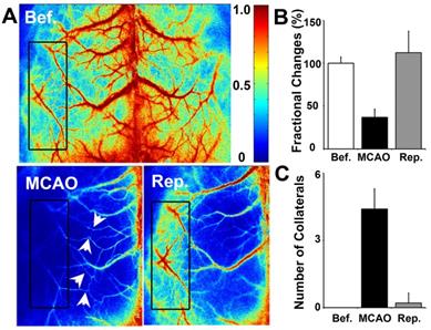 Theranostics Image