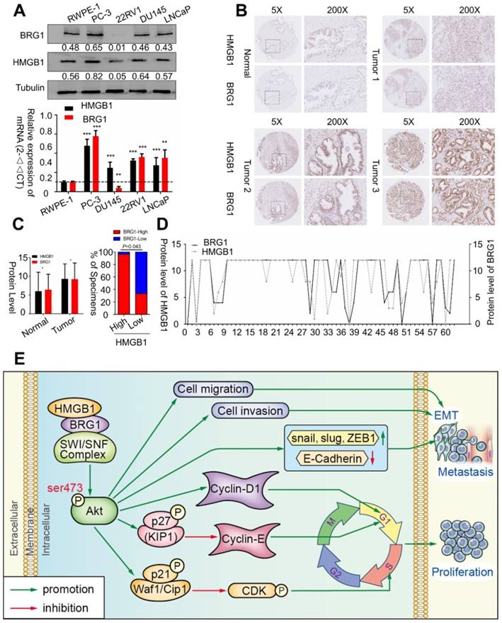 Theranostics Image