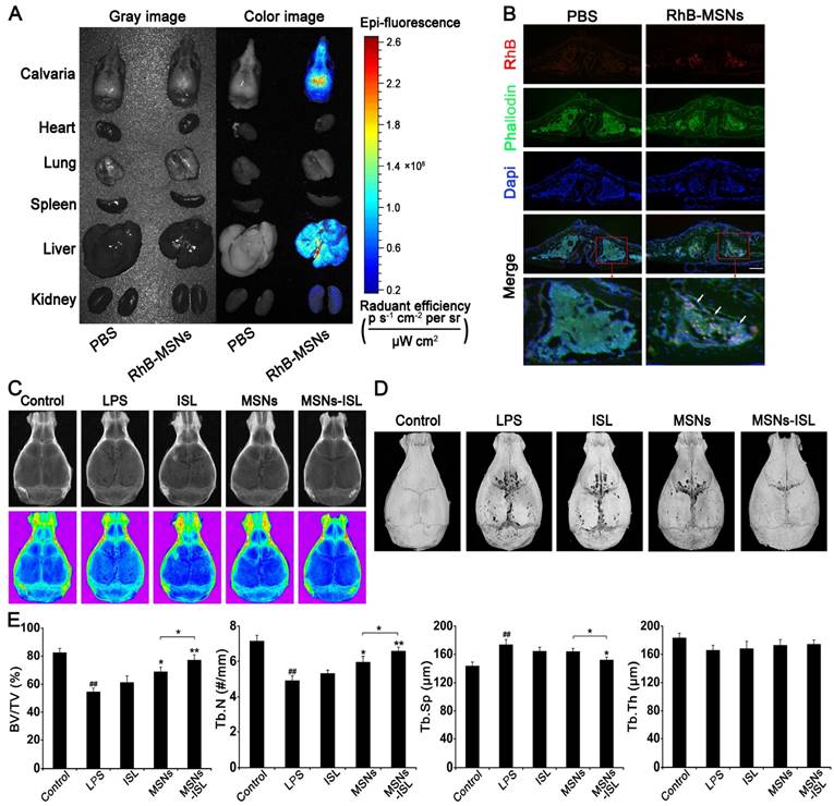 Theranostics Image