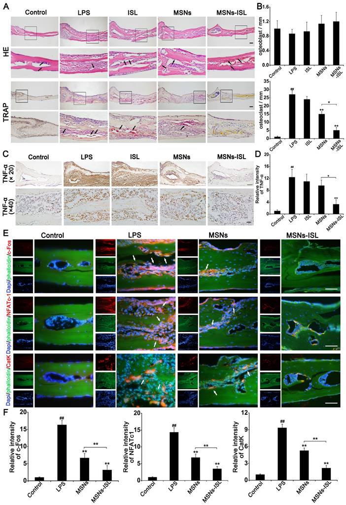 Theranostics Image