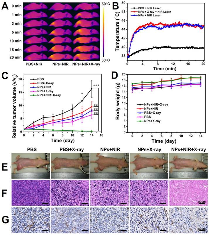 Theranostics Image