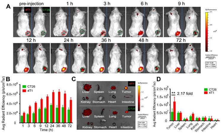 Theranostics Image