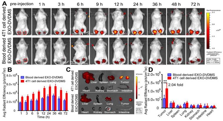 Theranostics Image