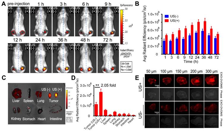 Theranostics Image