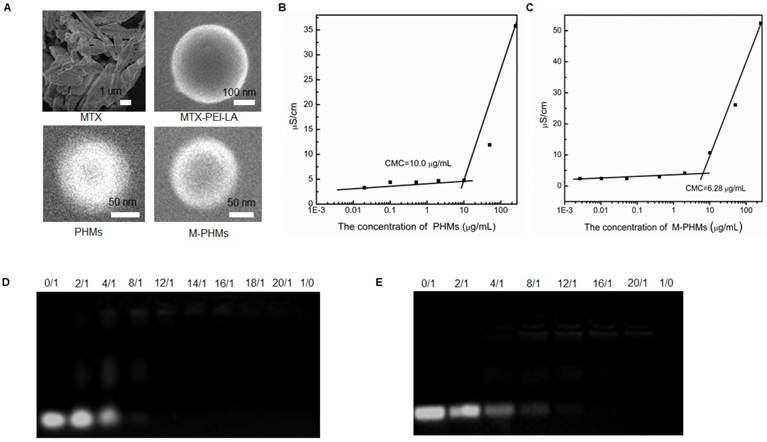 Theranostics Image